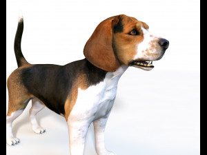 beagle dog rigged animal 3D Model