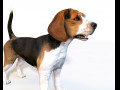 Beagle Dog Rigged Animal 3D 모델