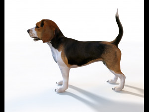 beagle dog rigged animal Model 3D