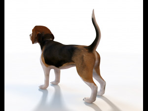beagle dog rigged animal Model 3D