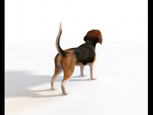 beagle dog rigged animal Model 3D