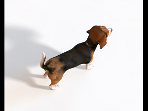 beagle dog rigged animal Model 3D