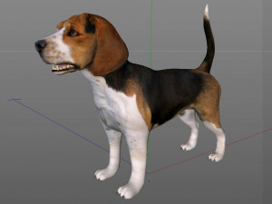 beagle dog rigged animal Model 3D