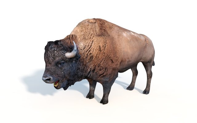 bison bull rigged animal 3D Model .c4d .max .obj .3ds .fbx .stl .blend 