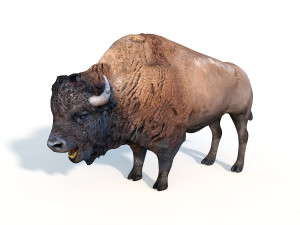 bison bull rigged animal 3D Model