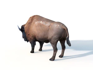 bizonstier opgetuigd dier 3D Model