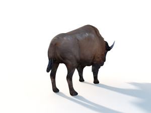 bison bull rigged animal 3D Model