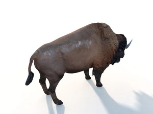 bizonstier opgetuigd dier 3D Model