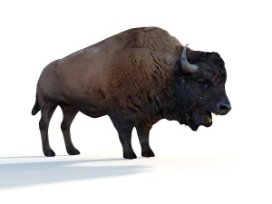 bizonstier opgetuigd dier 3D Model