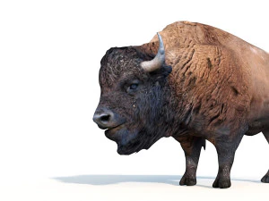 bizonstier opgetuigd dier 3D Model