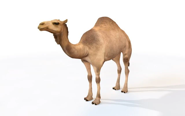 camel rigged animal 3D Model .c4d .max .obj .3ds .fbx .stl .blend 