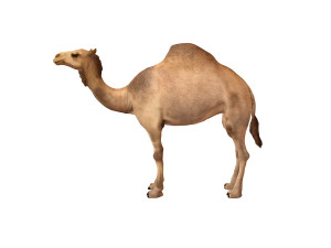 camel rigged animal 3D-Modell