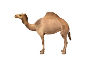 camel rigged animal 3D Model