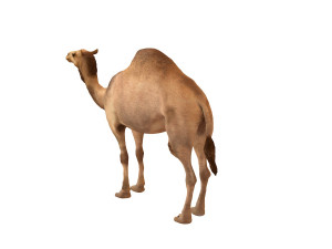camel rigged animal 3D-Modell