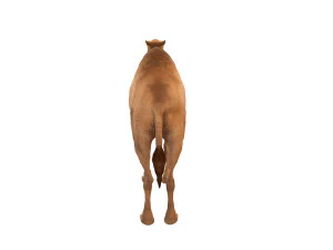 camel rigged animal 3D Model