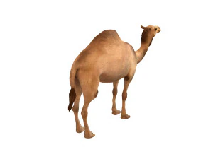 camel rigged animal 3D Model