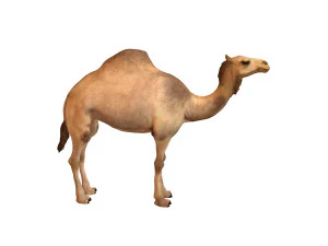 camel rigged animal 3D Model