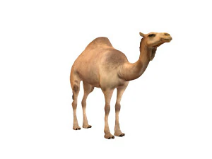 camel rigged animal 3D Model