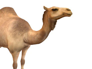 camel rigged animal 3D Model