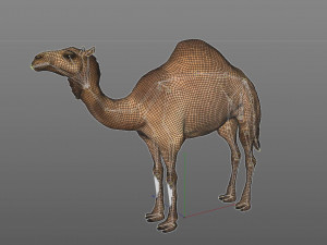 camel rigged animal 3D-Modell