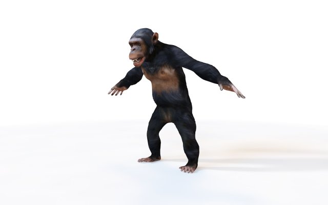 chimpanzee ape rigged animal Model 3D .c4d .max .obj .3ds .fbx .stl .blend 