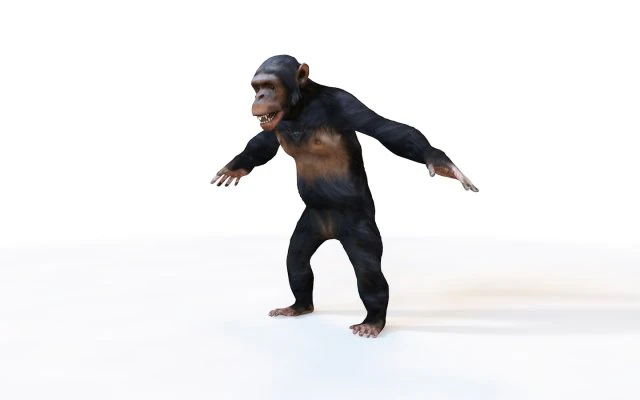 chimpanzee ape rigged animal 3D Model .c4d .max .obj .3ds .fbx .stl .blend 