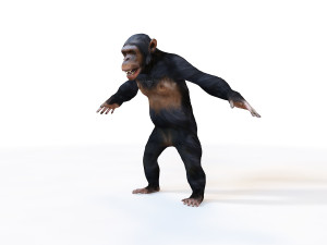 chimpanzee ape rigged animal 3D Model