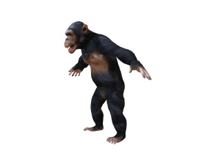 chimpanzee ape rigged animal Model 3D