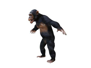chimpanzee ape rigged animal 3D Model