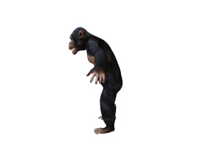 chimpanzee ape rigged animal Model 3D