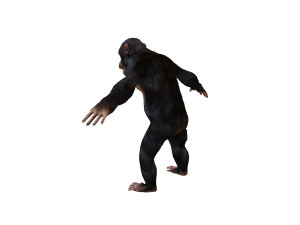 chimpanzee ape rigged animal Model 3D