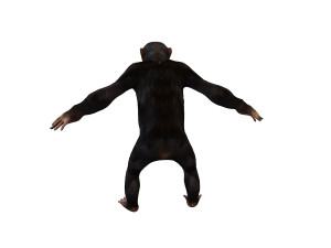 chimpanzee ape rigged animal Model 3D