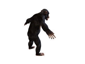 chimpanzee ape rigged animal Model 3D