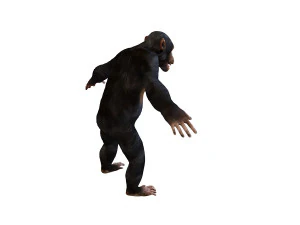 chimpanzee ape rigged animal 3D Model
