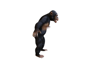 chimpanzee ape rigged animal Model 3D