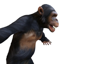 chimpanzee ape rigged animal Model 3D