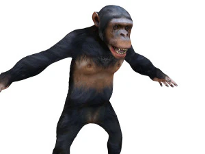 chimpanzee ape rigged animal 3D Model