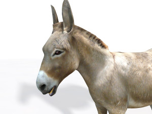 donkey pony rigged animal 3D 모델