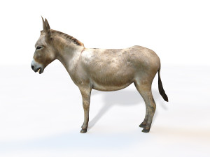 donkey pony rigged animal 3D 모델