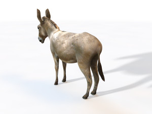 donkey pony rigged animal 3D 모델