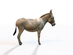 donkey pony rigged animal 3D 모델