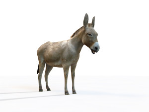 donkey pony rigged animal 3D 모델