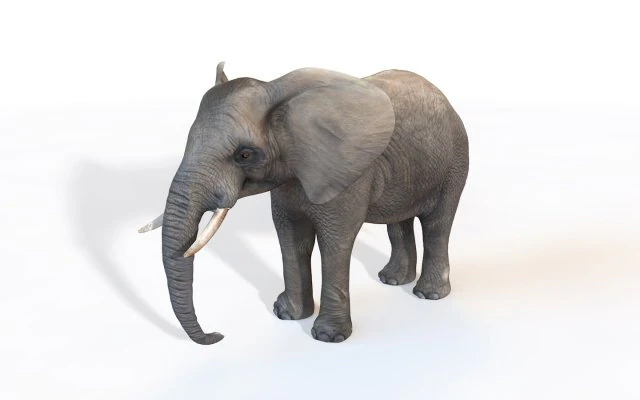 elephant rigged animal 3D Model .c4d .max .obj .3ds .fbx .stl .blend 