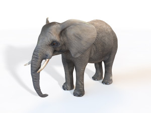 elephant rigged animal 3D Model