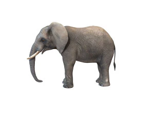 elephant rigged animal 3D Model