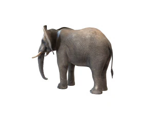 elephant rigged animal 3D Model