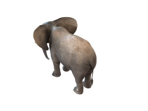 elephant rigged animal Model 3D