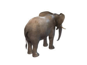 elephant rigged animal Model 3D