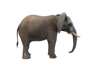 elephant rigged animal Model 3D