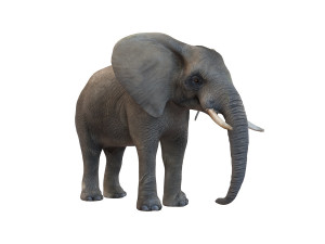 elephant rigged animal Model 3D